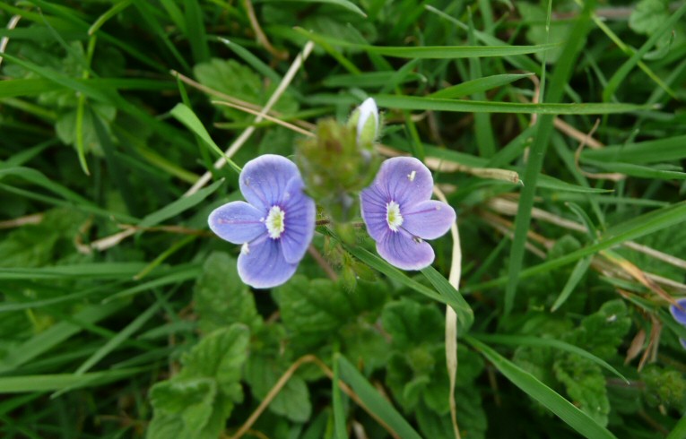 Gemander Speedwell