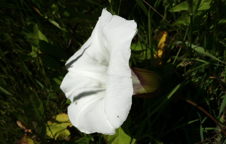 Great Bindweed