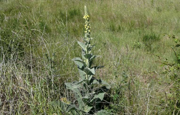 Great Mullein