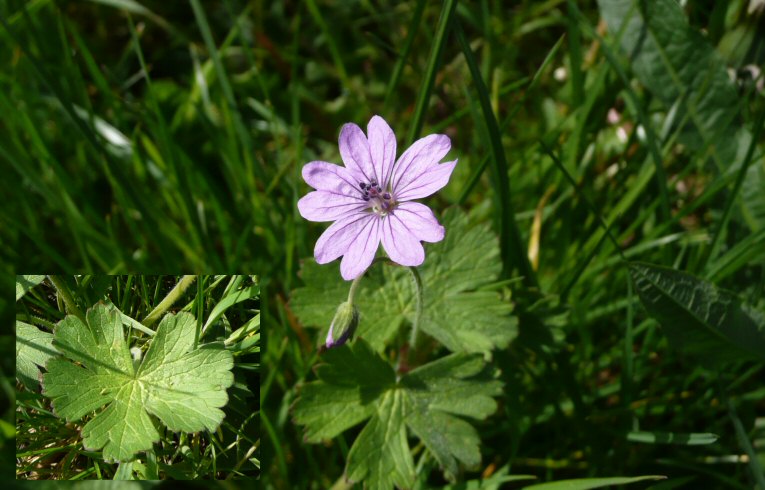 gerow Cranesbill