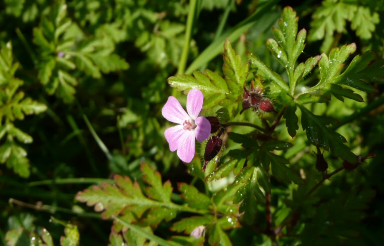 Herb Robert