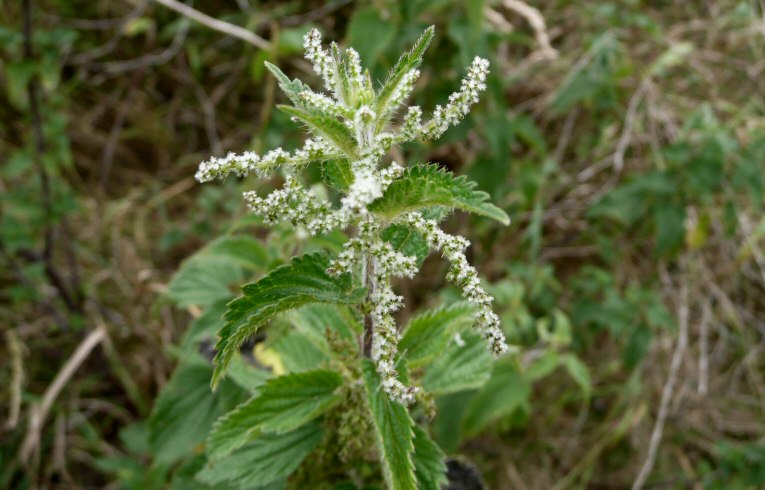 Stinging Nettle