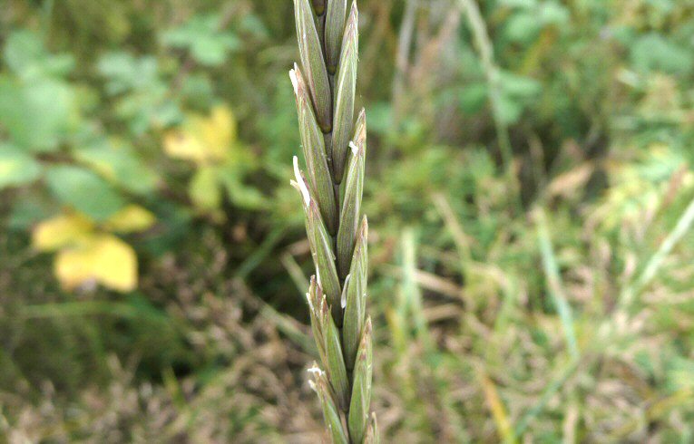 Perennial Rye-grass