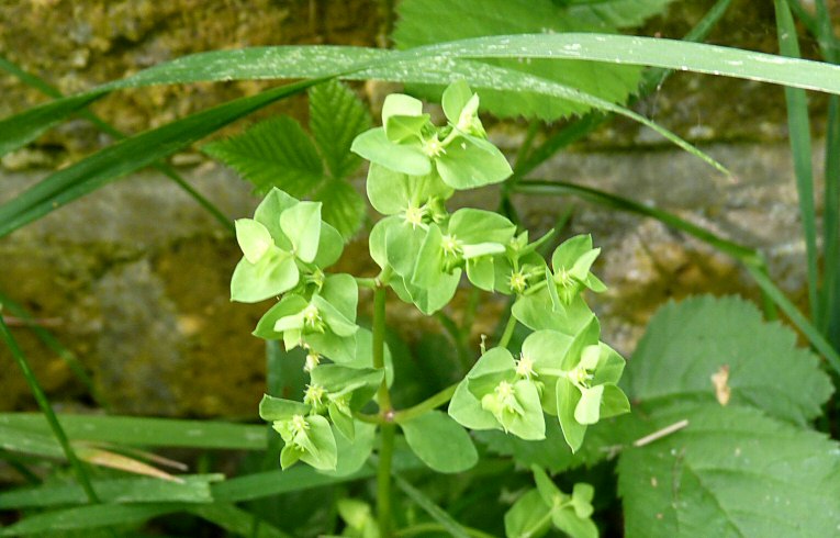 Petty Spurge