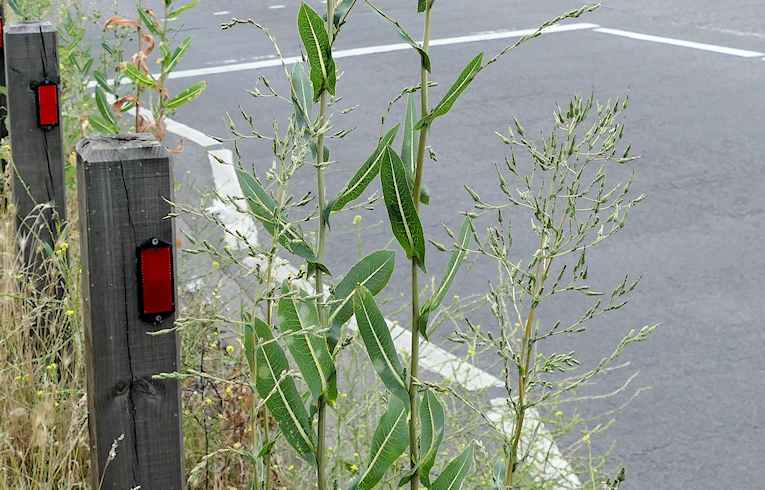 Prickly Lettuce