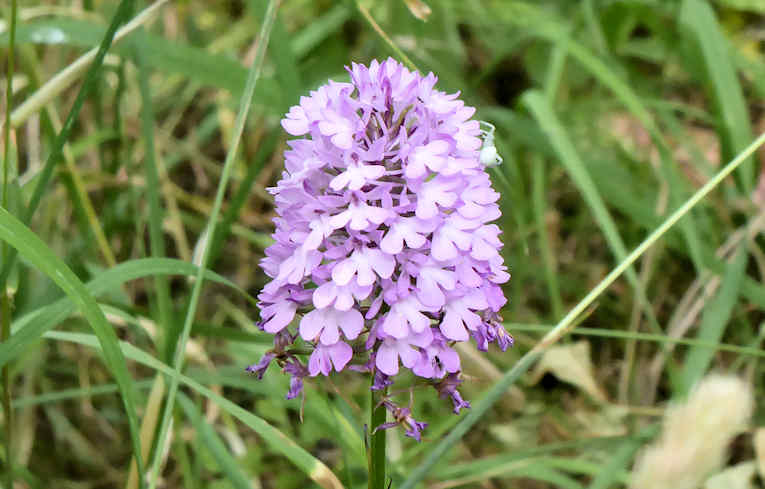 Pyramidal Orchid