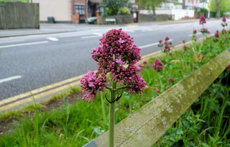 Red Valerian