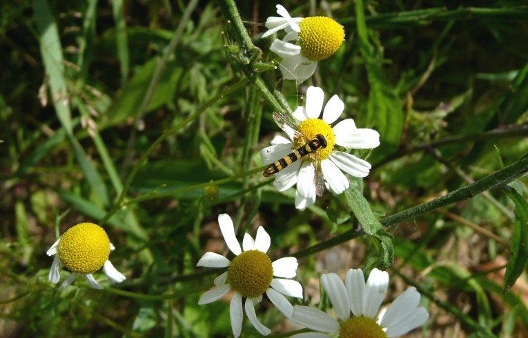 Scented Mayweed