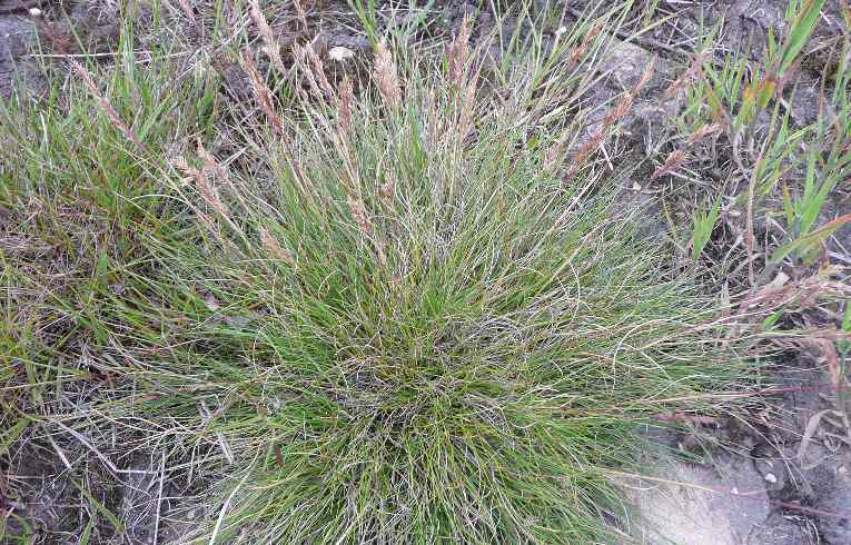 Sheep's Fescue