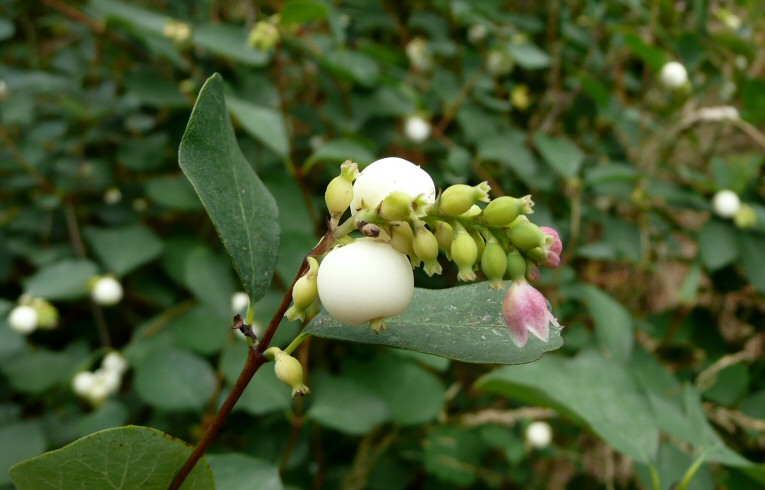 Snowberry