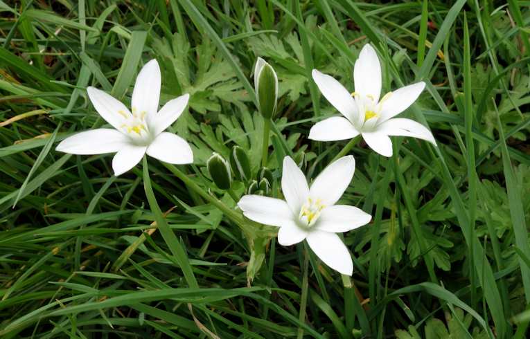 Star of Bethlehem