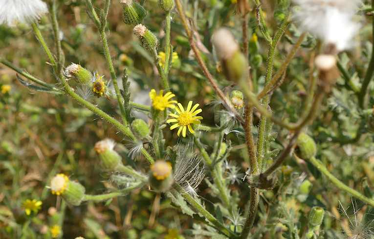 Sticky Groundsel