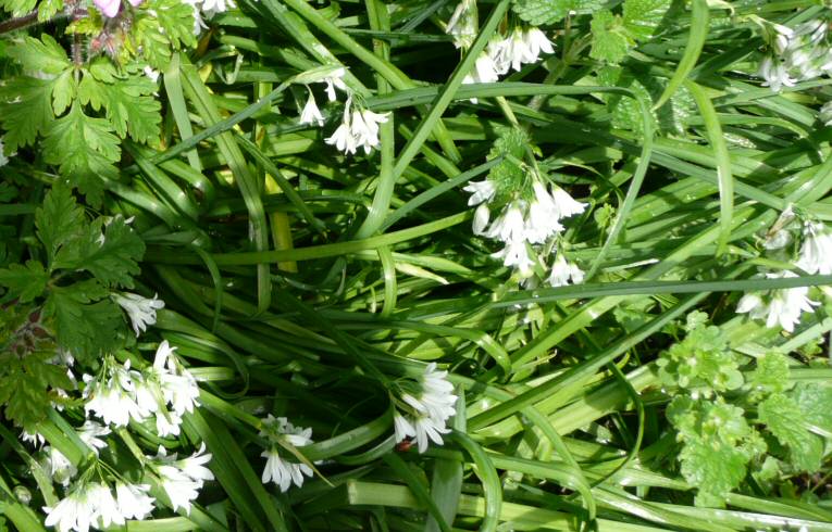 Three-cornered Garlic