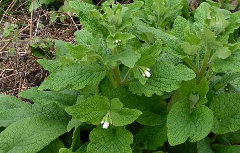 White Comfrey