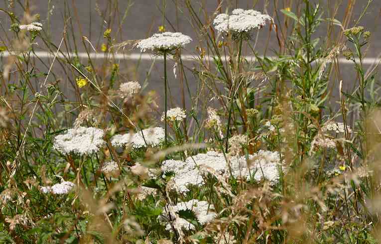 Wild Carrot