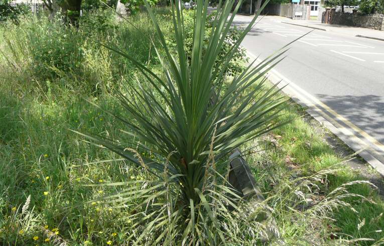 Cabbage-palm