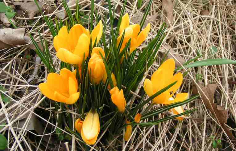 Crocus aureus