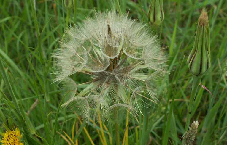 Goats-beard