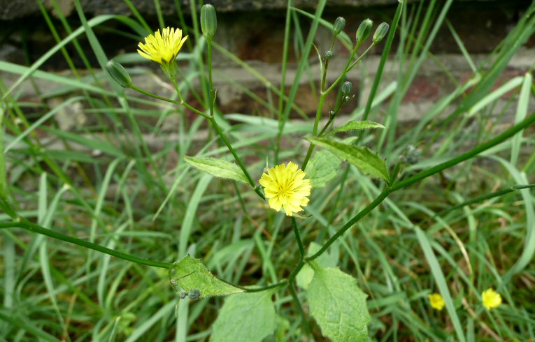 Nipplewort