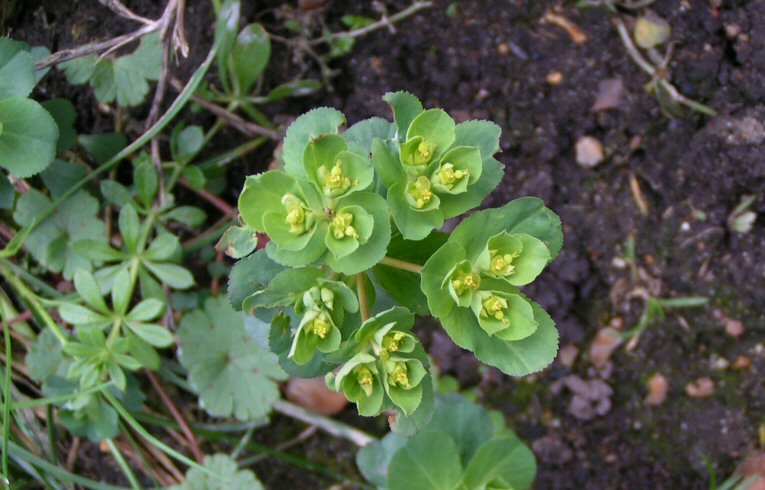 Sun Spurge