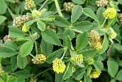 Black Medick