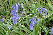 Bluebell