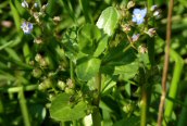 Brooklime