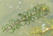 Canadian Pondweed