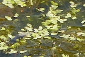 Common Duckweed