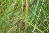 Common Sedge