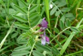 Common Vetch