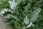 Cotton Thistle