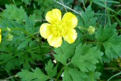 Creeping Buttercup