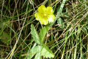 Creeping Cinquefoil