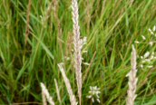 Crested Dog's-tail