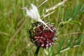 Crow Garlic