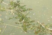 Curled Pondweed