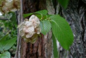 East Anglian Elm