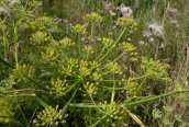 Fennel 