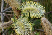 Goat Willow