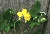 Greater Celandine