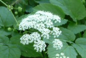 Ground Elder