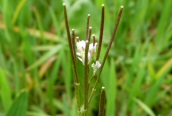 Hairy Bittercress