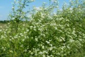 Hemlock