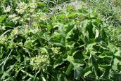 Hogweed