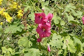 Hollyhock