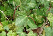 Ivy