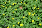 Lesser Celandine