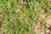 Lesser Swine-cress