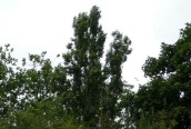 Lombardy Poplar